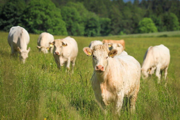 Free Pizza Free Pizza